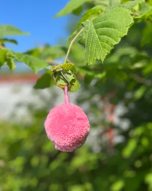 Light Pink Single Pom Keyring